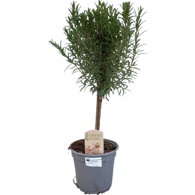 Rosmarinus Officinalis "auf Stamm" - Ø14cm - ↕45cm