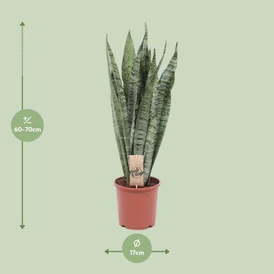 Sansevieria Zeylanica - Schwiegermutterzunge - Ø17cm, ↕70cm