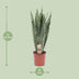 Sansevieria Zeylanica - Schwiegermutterzunge - Ø17cm, ↕70cm Bild 2