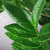 Zamioculcas ZZ-Pflanze im Korb, Grün, Topf 21cm, 80-90cm Bild 4