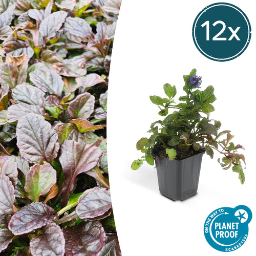 12x Ajuga reptans (Kriechender Günsel) - 10-25cm - Ø9cm