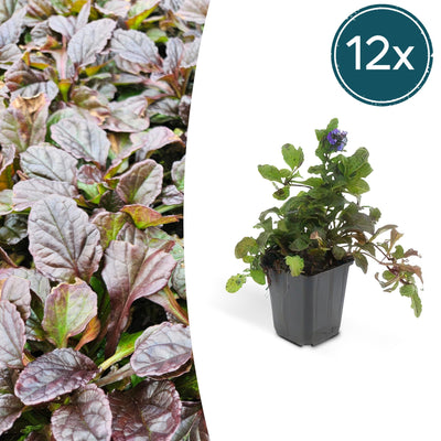 12x Ajuga reptans (Kriechender Günsel) - 10-25cm - Ø9cm