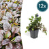 12x Ajuga reptans (Kriechender Günsel) - 10-25cm - Ø9cm Bild 1