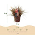 GreenboutiQ Uncinia rubra Everflame - Rotes Ziergras, winterhart, Topf 17cm Bild 3