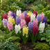 20x Hyacinthus mix - Mixed Hyacinth - Miscellaneous - Spring bloomer - Bulb size 14/15 Bild 2