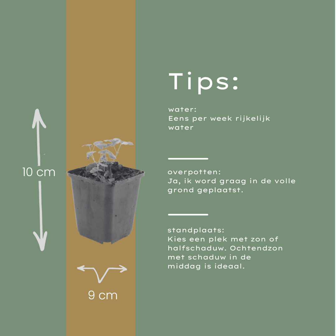 24x Aquilegia vulgaris - ↕10-25cm - Ø9cm