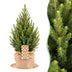 2x Picea glauca Conica - Zuckerhutfichte - Grün - Weihnachtsbaum - inkl. Jutesack - Ø19cm - ↕65cm Bild 1