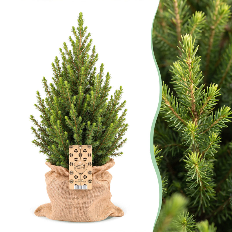 2x Picea glauca Conica - Zuckerhutfichte - Grün - Weihnachtsbaum - inkl. Jutesack - Ø19cm - ↕65cm