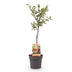 Victoria Plum Tree - Red Plum, 21cm pot, 90cm high Bild 1