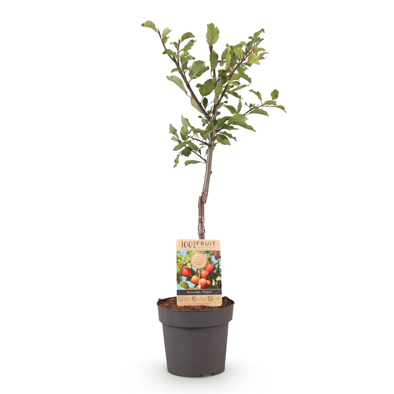 Victoria Plum Tree - Red Plum, 21cm pot, 90cm high