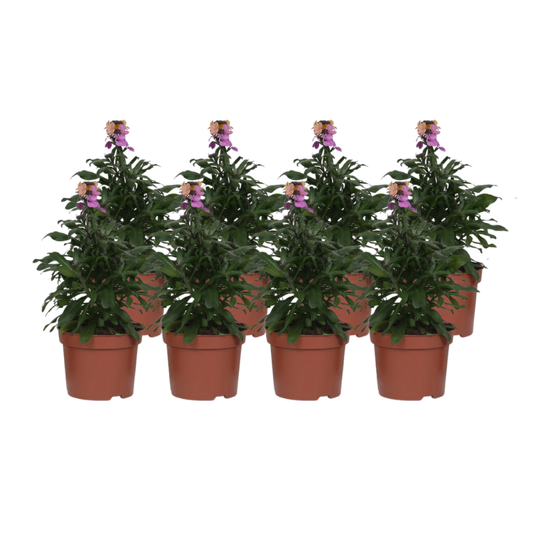Erysimum 'Purple Glow' - 8er Packung - 30cm hoch - Ø12cm Topf