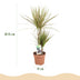 Drachenbaum Bicolor (Dracaena Marginata) - Pflegeleicht & Elegant Bild 3