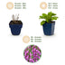 Green boutiQ - Stauden - Digitalis purp. Dalmatian Purple - Fingerhut - Schatten - Lila - 1 Pflanzen - Topf 11cm - Höhe 15-25cm Bild 4