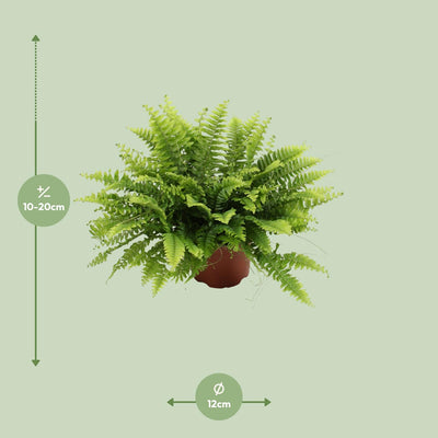 Boston Farn 'Green Moment' - Ø12cm Topf, 20cm Hoch - Pflegeleichte Zimmerpflanze