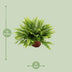 Boston Farn 'Green Moment' - Ø12cm Topf, 20cm Hoch - Pflegeleichte Zimmerpflanze Bild 2