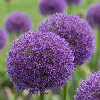 8x Allium Pinball Wizard Zwiebeln - Lila Kugelblüten für Ihren Garten