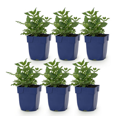 Green boutiQ - Perennial - Salvia nem. Sense Deep Pink - Sage - Bee and Butterfly Attractors - Pink - 6 Plants - Pot 11cm - Height 15-25cm