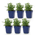 Green boutiQ - Perennial - Salvia nem. Sense Deep Pink - Sage - Bee and Butterfly Attractors - Pink - 6 Plants - Pot 11cm - Height 15-25cm Bild 1