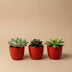 Sukkulenten Set 3er mit rotem Mini-Topf (8-12 cm) Bild 4
