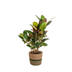 Codiaeum 'Croton' Petra mit Korb Ø21cm - ↕60 - 80cm Bild 1