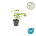24x Geranium macr. 'Czakor' - ↕10-25cm - Ø9cm Bild 4