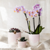 Kolibri Home Flower Pot Pink Ø9cm – Romantic Eye-catcher for Your Home Bild 2