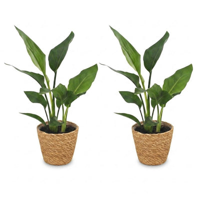 Green boutiQ - Strelitzia Reginea - Paradiesvogelblume - 2 Pflanzen - mit Korb - Topf 12cm - Höhe - 35cm