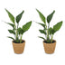 Green boutiQ - Strelitzia Reginea - Paradiesvogelblume - 2 Pflanzen - mit Korb - Topf 12cm - Höhe - 35cm Bild 2