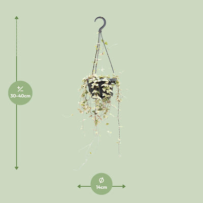 Ceropegia Woodii ssp.woodii 'Herz-Kette' im 14cm Topf, 50cm hoch