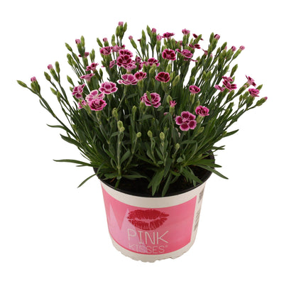 Dianthus Pink Kisses 17cm Topf, 40cm Höhe, Pink-Lila Blüten