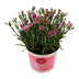 Dianthus Pink Kisses 17cm Topf, 40cm Höhe, Pink-Lila Blüten Bild 1