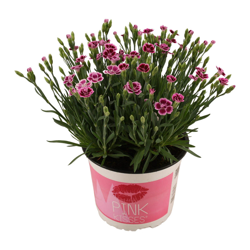 Dianthus Pink Kisses 17cm Topf, 40cm Höhe, Pink-Lila Blüten
