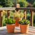 Crassula-Mix (3 Stk.) im Terrakottatopf - Vielfalt pur! Bild 6