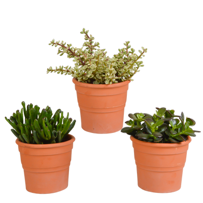 Crassula-Mix (3 Stk.) im Terrakottatopf - Vielfalt pur!