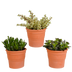 Crassula-Mix (3 Stk.) im Terrakottatopf - Vielfalt pur! Bild 1