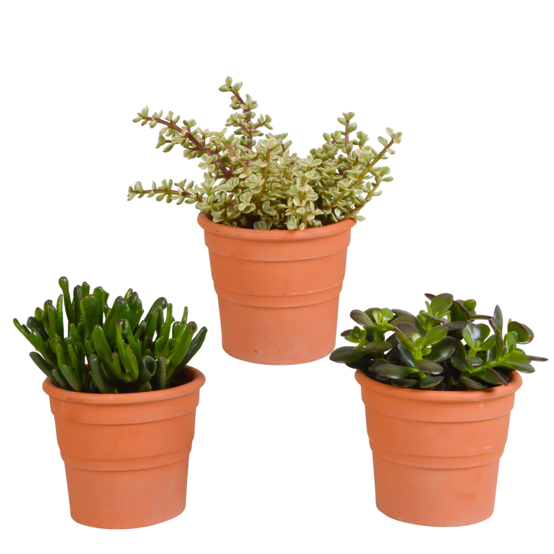 Crassula-Mix (3 Stk.) im Terrakottatopf - Vielfalt pur!