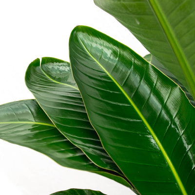 Strelitzia Nicolai de luxe XXL - 250cm - ø40