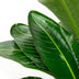 Strelitzia Nicolai de luxe XXL - 250cm - ø40 Bild 3