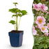 Green boutiQ - Perennial - Anemone hybr. Kön. Charlotte - Autumn Anemone - Shade - Pink - 24 Plants - Pot 11cm - Height 15-25cm Bild 1