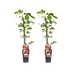 Parthenocissus Tricuspidata 'Veitch' - 2 Stück, Ø15cm, ↕65cm Bild 1