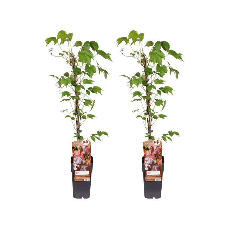 Parthenocissus Tricuspidata 'Veitch' - 2 Stück, Ø15cm, ↕65cm