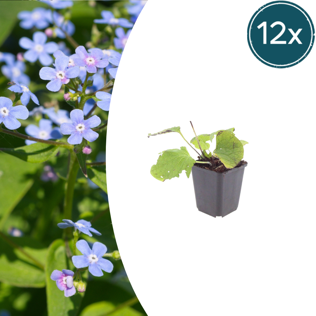 12x Brunnera macrophylla Herzblatt 'Kaukasisches Vergissmeinnicht'