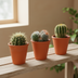 Bol cactus-Mischung 8,5 cm Terrakotta Topf: 3 einzigartige Kakteen Bild 6