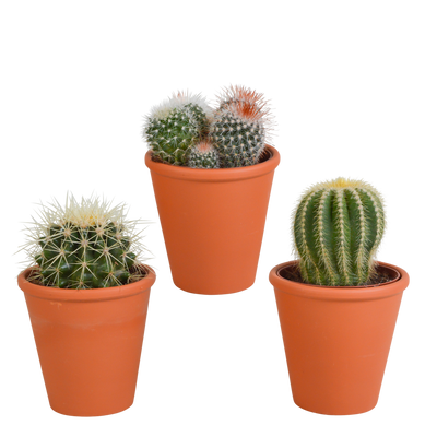 Bol cactus-Mischung 8,5 cm Terrakotta Topf: 3 einzigartige Kakteen
