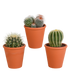 Bol cactus-Mischung 8,5 cm Terrakotta Topf: 3 einzigartige Kakteen Bild 1