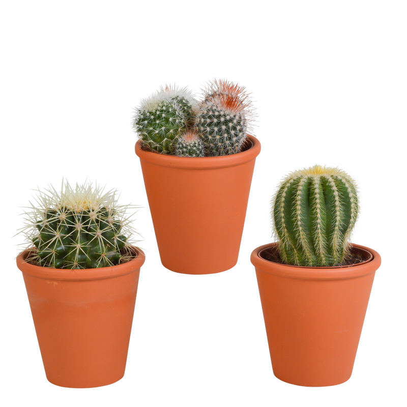 Bol cactus-Mischung 8,5 cm Terrakotta Topf: 3 einzigartige Kakteen