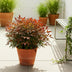 GreenboutiQ Nandina Gulfstream Orange - 2 Pflanzen, immergrün, pflegeleicht Bild 6