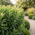 Green boutiQ - 40x Prunus lusitanica Angustifolia - Portugiesischer Lorbeer - Heckenpflanzen - Immergrün - Grün - Topf 9cm - Höhe 25-35cm Bild 11