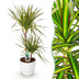 Dracaena Sunray Drachenbaum – pflegeleicht & dekorativ, 90-100cm Bild 1