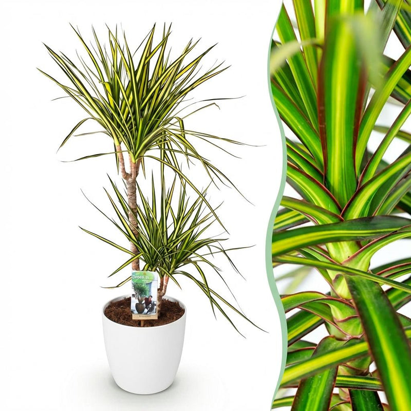 Dracaena Sunray Drachenbaum – pflegeleicht & dekorativ, 90-100cm